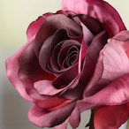 Sweet_Mauve's Avatar'