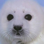 Seal_is_Unreal's Avatar'