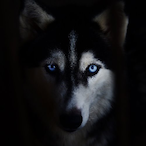 CallMeHusky's Avatar'
