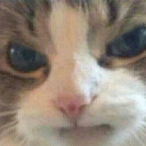 WolfCalista's Avatar'