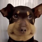 Bonquillious640's Avatar'