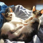 wakki_Nebula's Avatar'