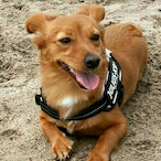 visaindebt's Avatar'