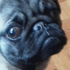 Paupaukai's Avatar'