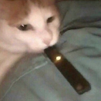RelativeF0X's Avatar'