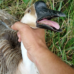 YeeYee-Goose's Avatar'