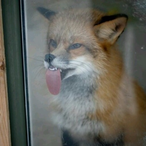 TheFoxSquad's Avatar