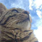 LittleStranger_'s Avatar'