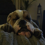 slow821tiger's Avatar'