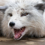 Paws_Over_Maws's Avatar'