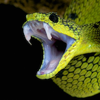 SnakeShaen's Avatar'