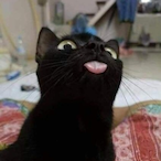 Meowo._.'s Avatar'
