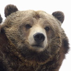 BearBrother27's Avatar'