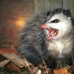 Texan_Possum's Avatar'