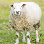 TeddySabroso's Avatar'