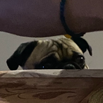 lazybuffdemom's Avatar'