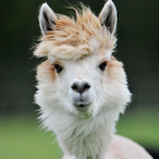 ZeroSwing356951's Avatar'