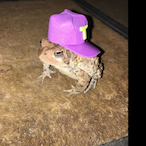 C0l Toad's Avatar'