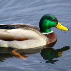 eoquack's Avatar'