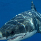 GamerShark1471's Avatar'