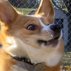 HekkingGudBoi's Avatar'