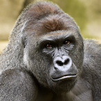 wonderful-.'s Avatar'