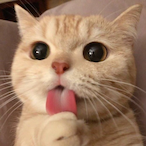 meowwcats's Avatar'