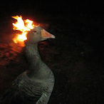 pablochills's Avatar'
