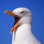 Holymouette's Avatar'