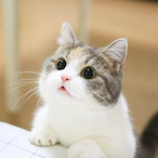 Kadabra_The_CAT's Avatar'