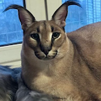 PABLITOMEISTER's Avatar'