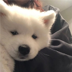 CuriousBABY0's Avatar'