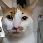 GatoSalmon8's Avatar'