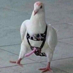 YEET_Seggkosz's Avatar'