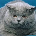 ObeseKat's Avatar'