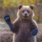 GerBear19's Avatar'
