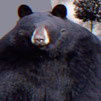 alt acc xim's Avatar'