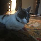 ZOMBIEkillerti9's Avatar'