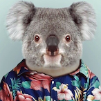 UnorthodoxKoala's Avatar'