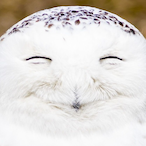 A_Snowy_Owl._.'s Avatar'