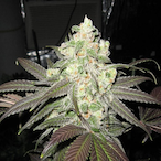 ngl.Robitussin's Avatar'