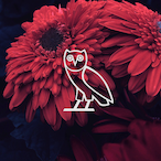 ChampagneDrizzy's Avatar'