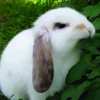 Rabbeatch's Avatar'