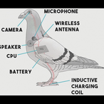 Pigeon.TKL's Avatar'