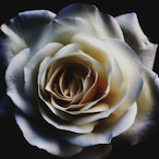 naorose_'s Avatar'