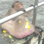 Uncle_Fatty's Avatar'
