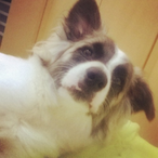 dansanghikian's Avatar'