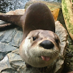 Sir.Otter's Avatar'