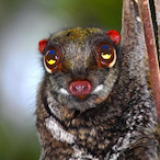 Sunda.Colugo's Avatar'