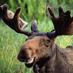 Mooson9916's Avatar'